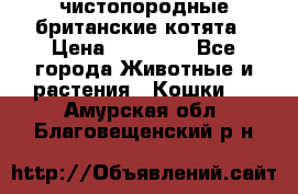 чистопородные британские котята › Цена ­ 10 000 - Все города Животные и растения » Кошки   . Амурская обл.,Благовещенский р-н